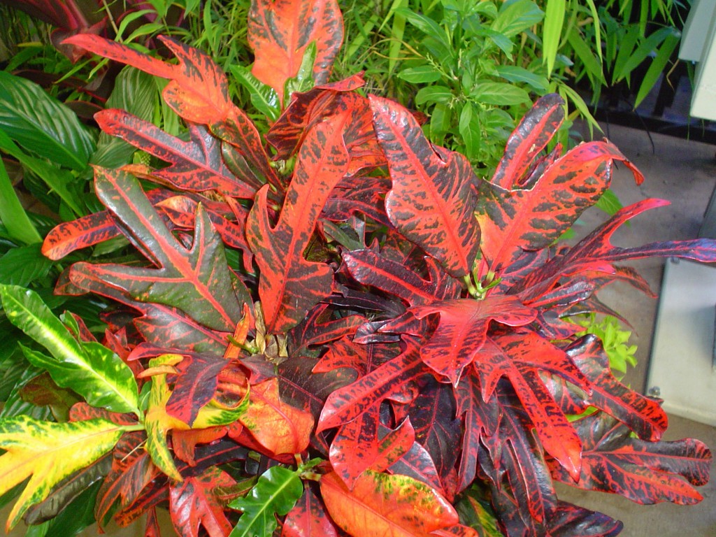 Croton Variegatum Duck Foot, Tishul Croton, Codiaeum Variegatum Duck Foot - Plant